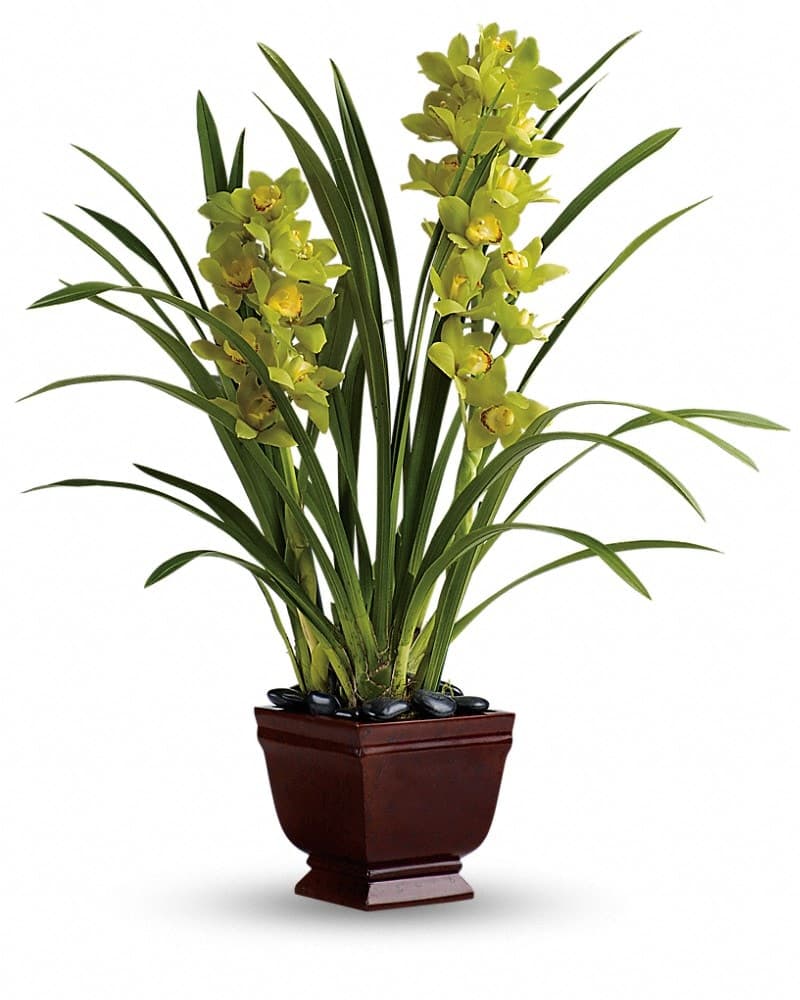 Teleflora's Splendid Orchids
