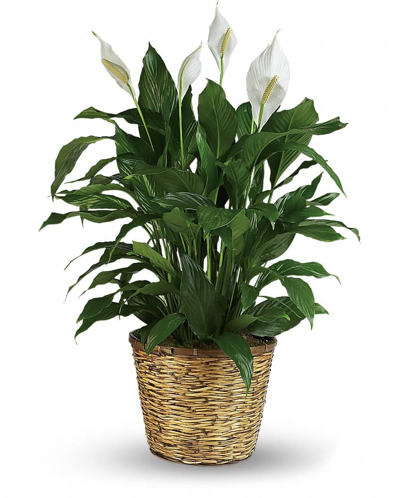 Simply Elegant Spathiphyllum (Peace Lily) - Large Plant