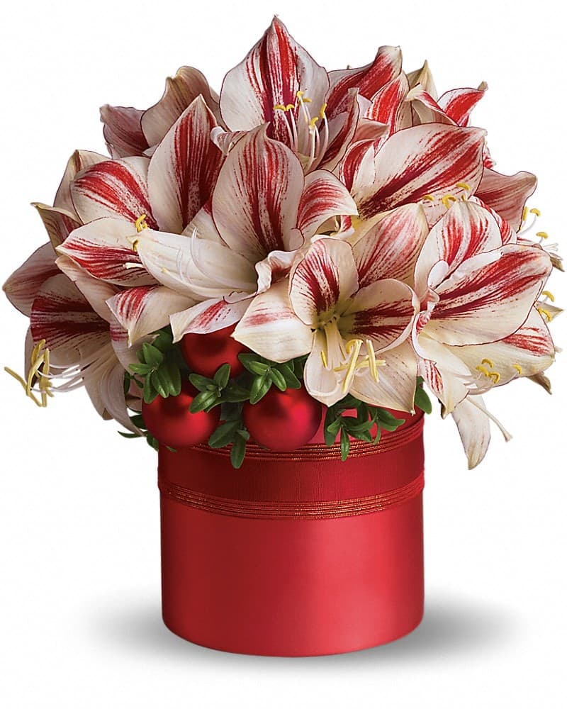 Teleflora's Peppermint Amaryllis