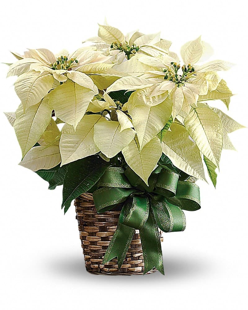 White Poinsettia Bouquet