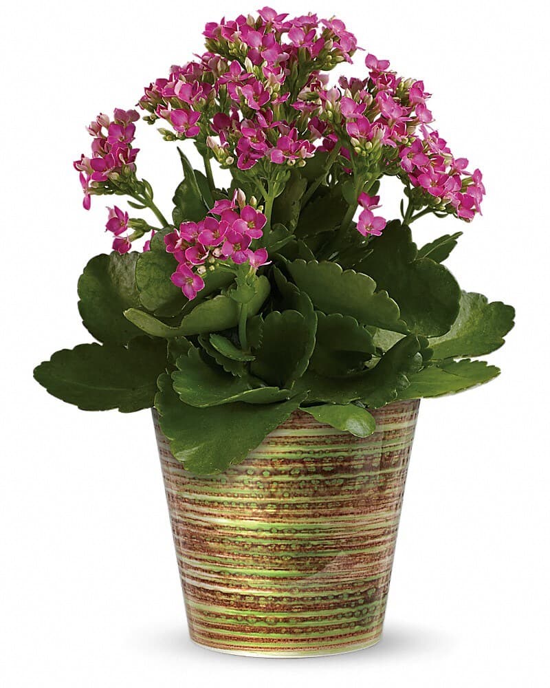 Simply Happy Kalanchoe Plant by Teleflora Plant