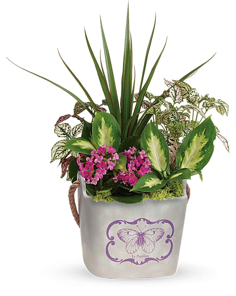 Teleflora's Butterfly Hideaway Plant Garden
