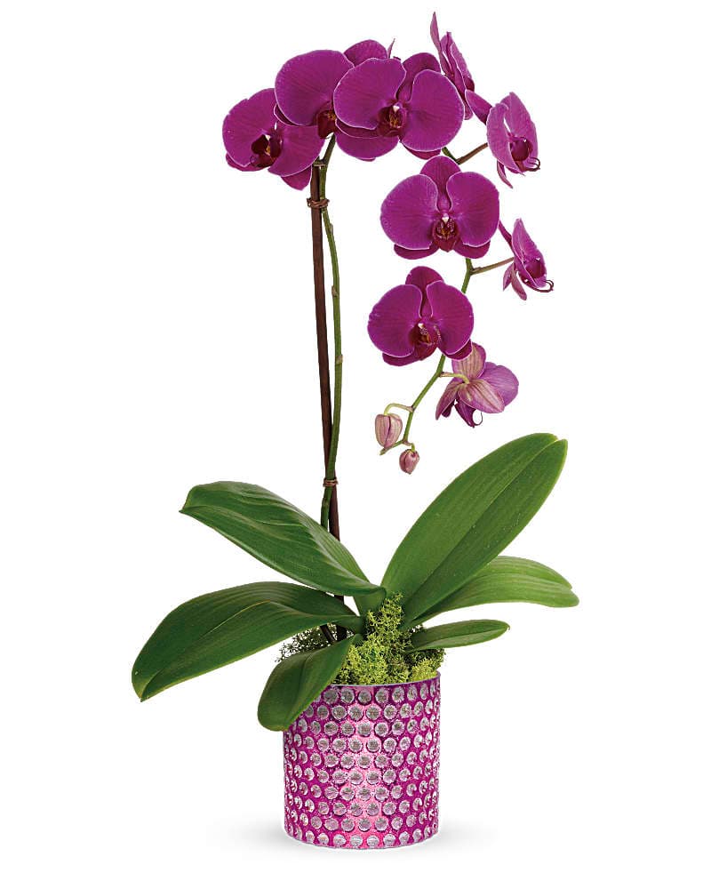 Teleflora's Dazzling Orchid