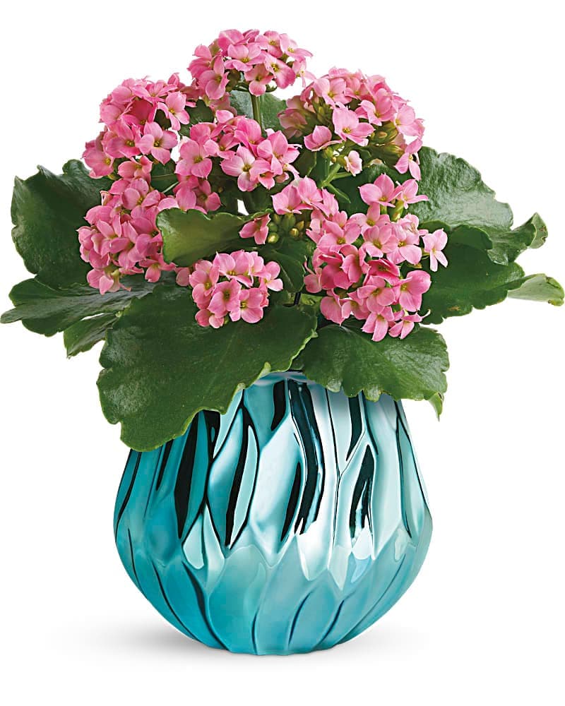Teleflora's Blooming Gem Kalanchoe Plant