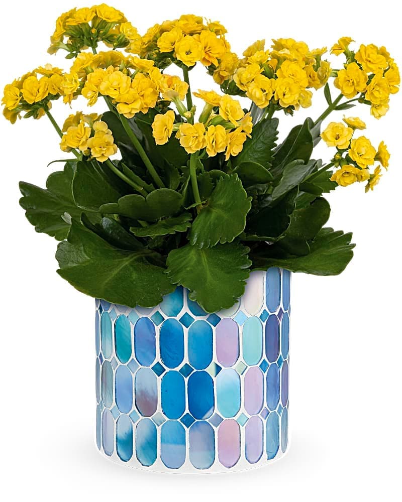 Teleflora's Sunny Kalanchoe