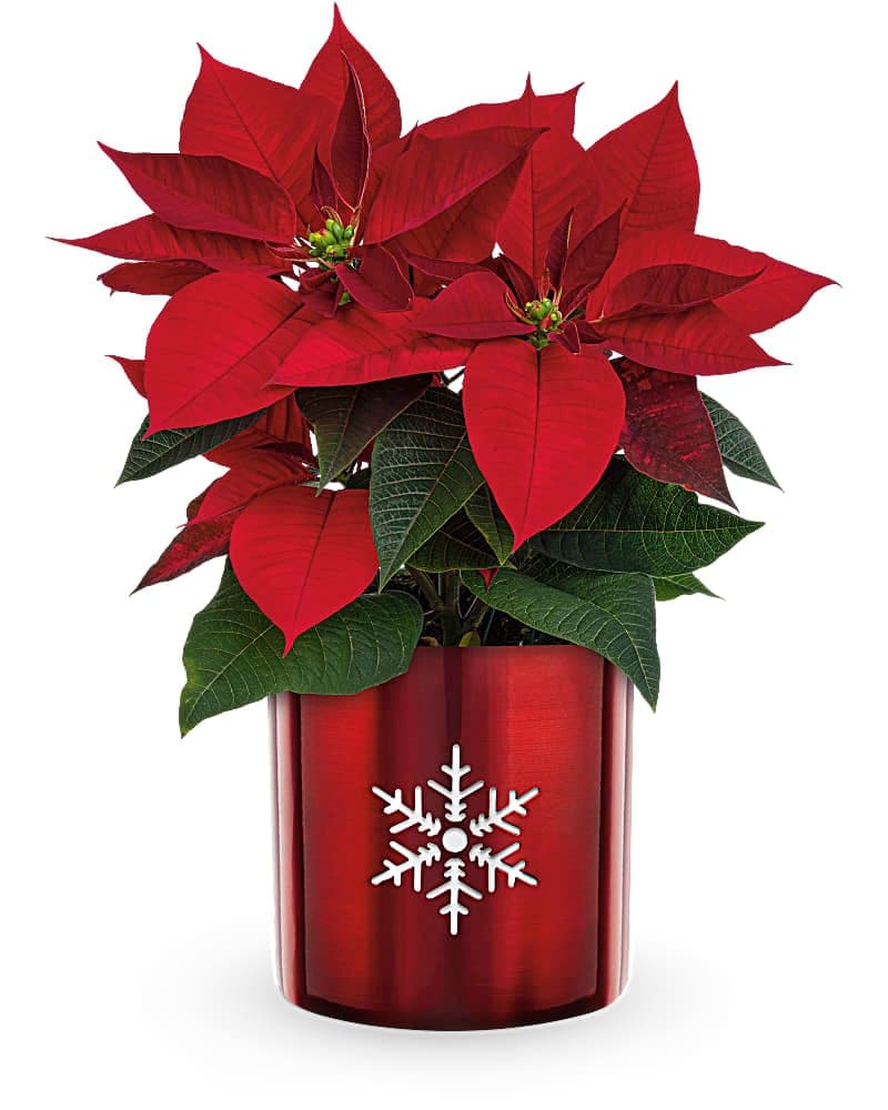 Snowflake Poinsettia Plant