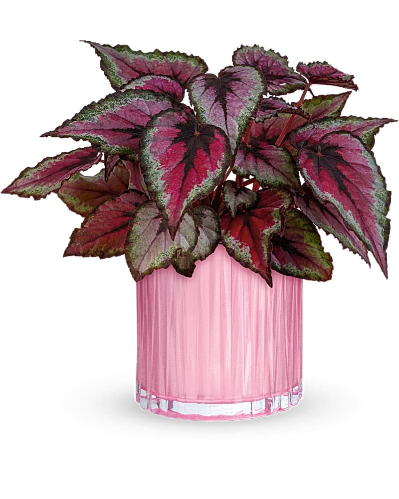 Teleflora's Sparkling Begonia