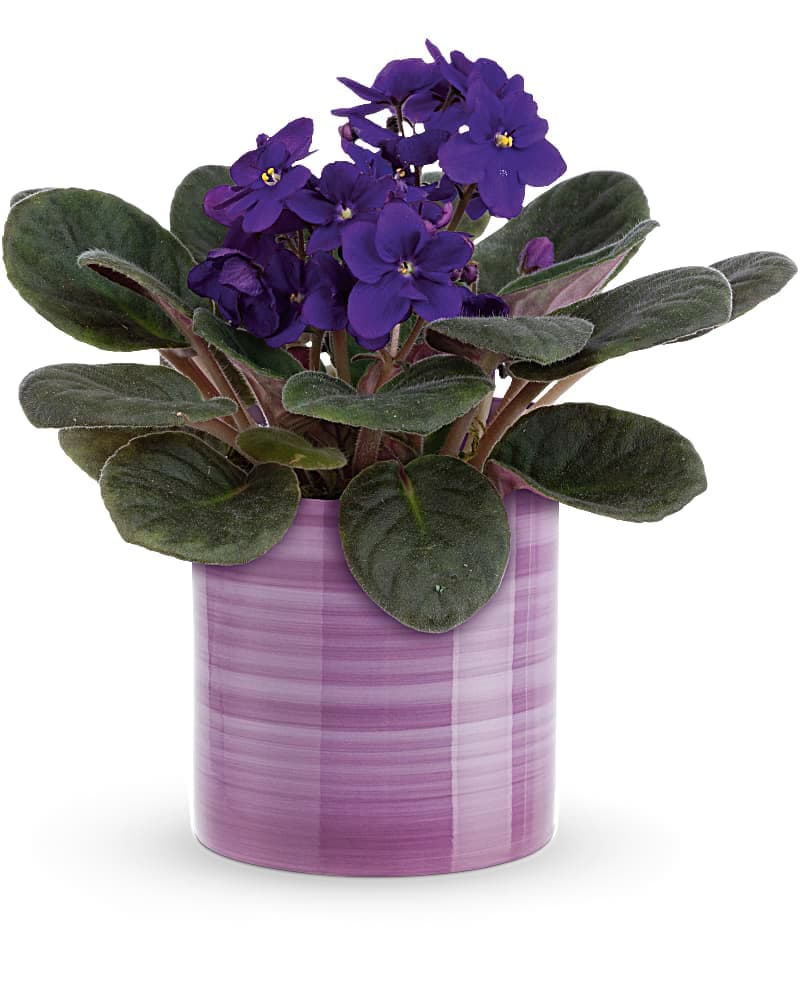 Teleflora's Splendid Violets