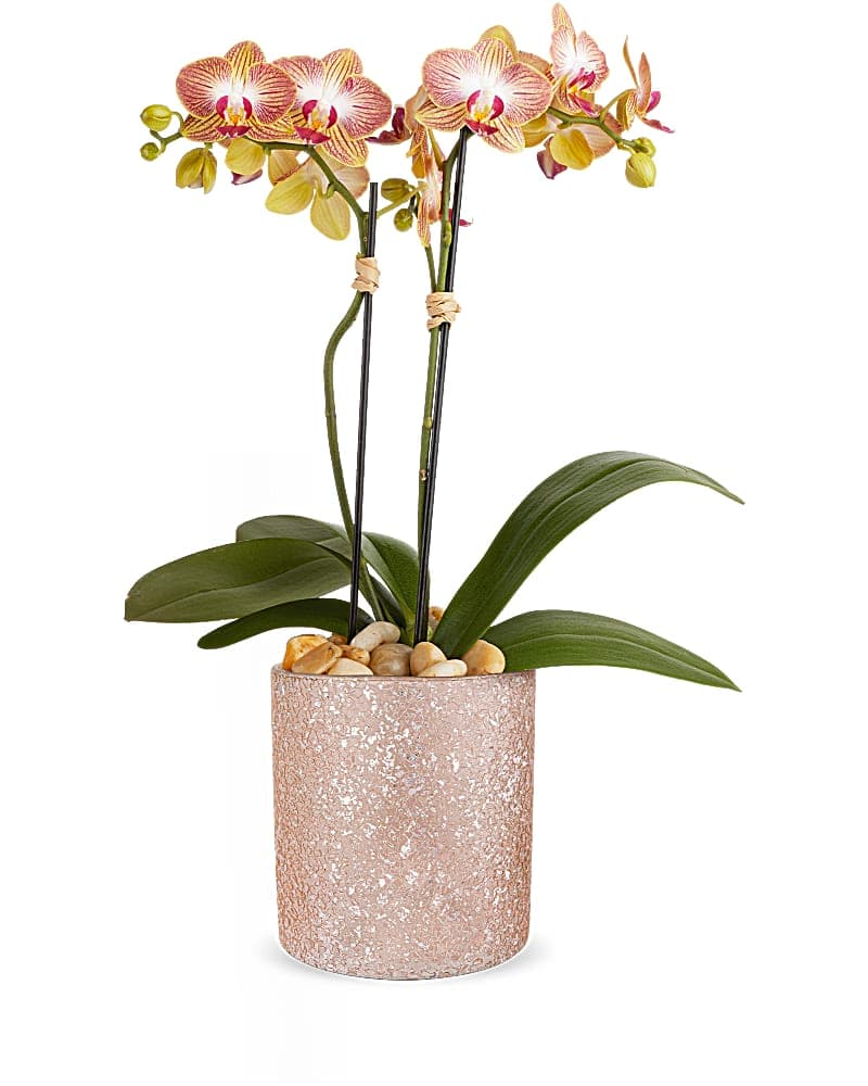 Teleflora's Sparkling Orchid