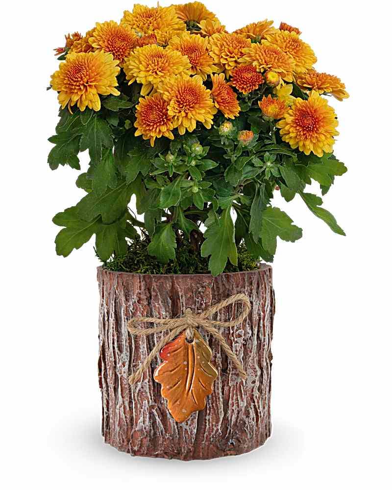 Teleflora's Autumn Harmony Chrysanthemum