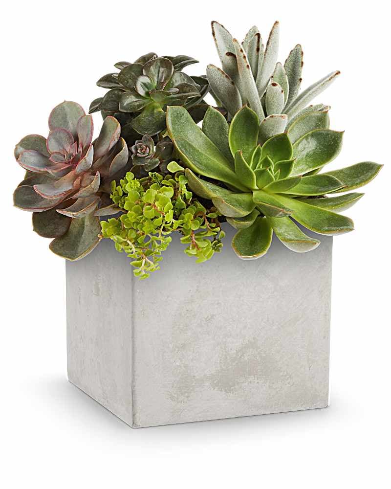 Teleflora's Concreate Oasis Succulent Garden