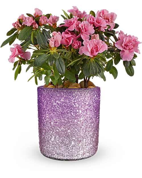 Teleflora's Blooming Sparkle Azalea Plant