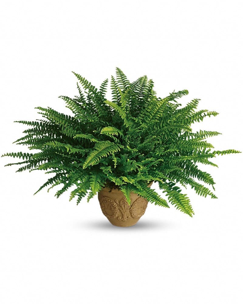 Teleflora's Heartwarming Thoughts Boston Fern