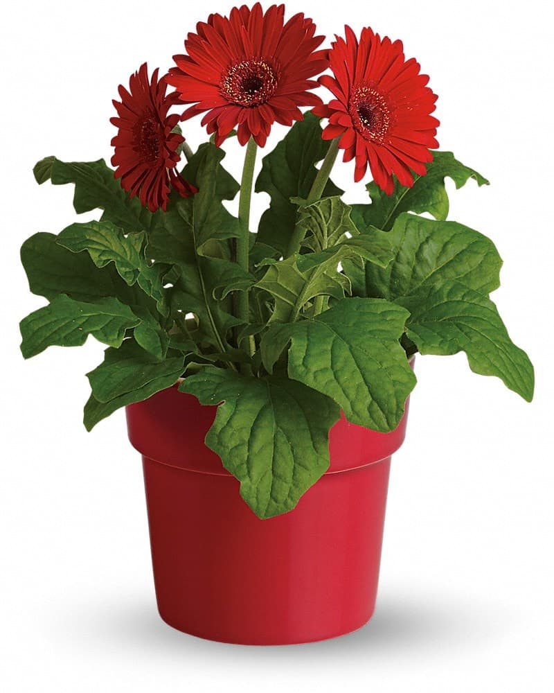 Rainbow Rays Potted Gerbera - Red Plant