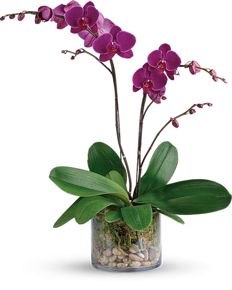 Glorious Gratitude Orchid Plant