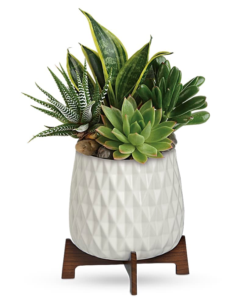 Teleflora's Modern Mood Succulent Garden