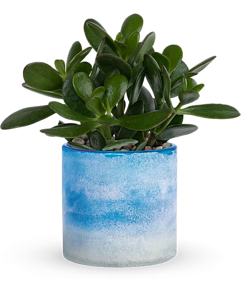 Teleflora's Sky Glass Jade Plant