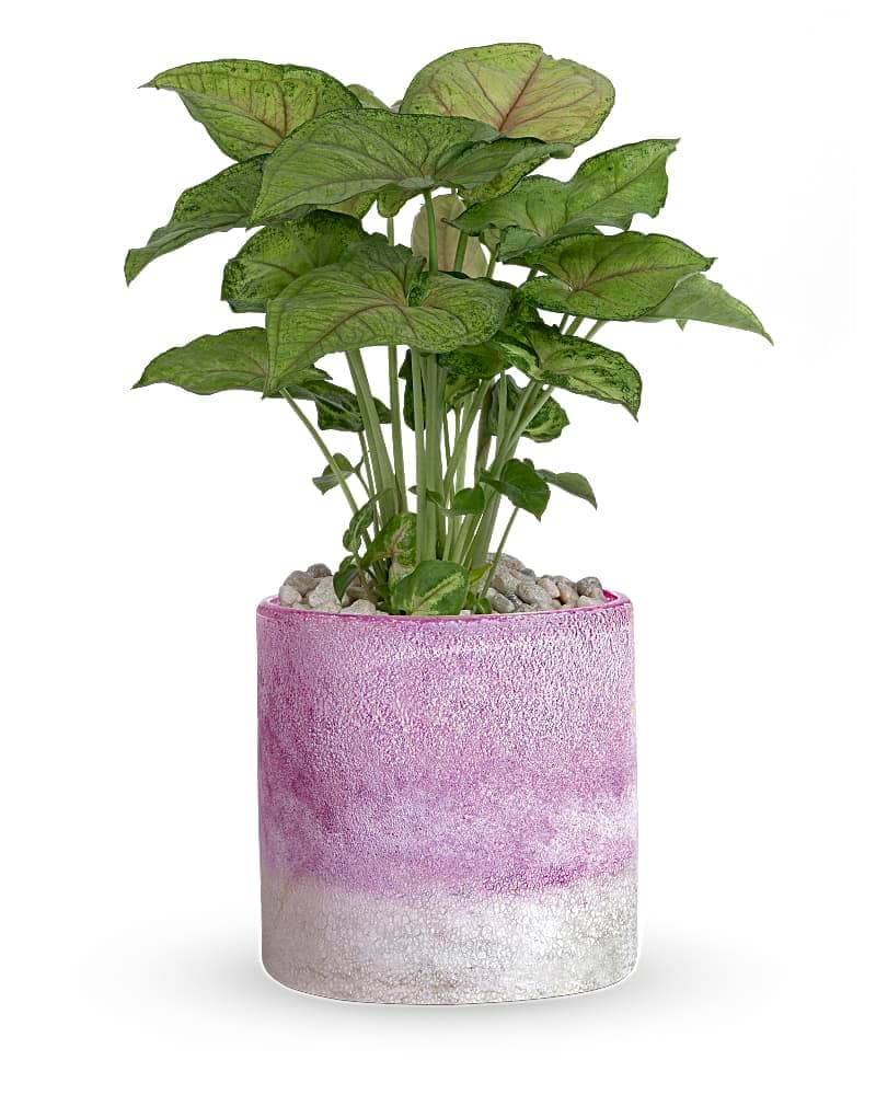 Teleflora's Lavender Frost Plant