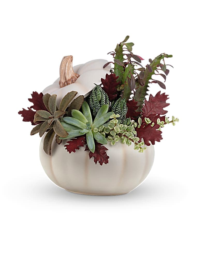 Teleflora's Spooky Succulent Garden