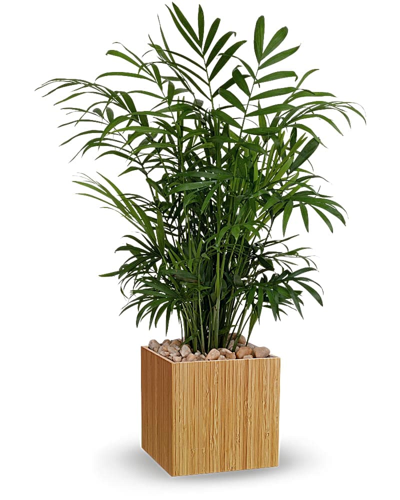 Teleflora's Peaceful Palm