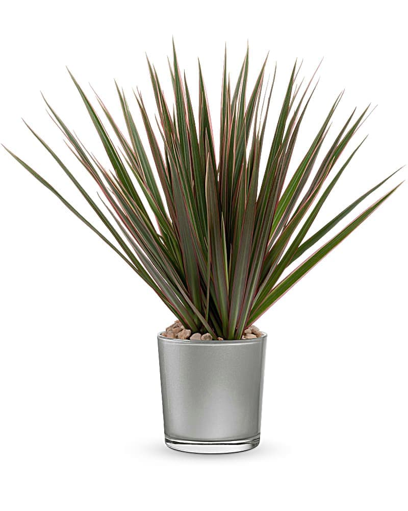 Teleflora's Moonstone Dracaena