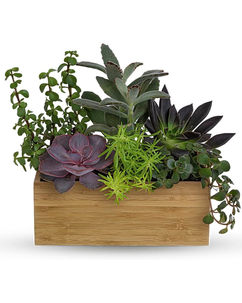 Teleflora's Grow Positive Garden
